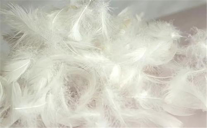 鵝毛進(jìn)口報關(guān)代理公司 鵝毛進(jìn)口報關(guān)