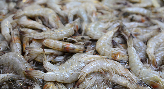 1601432069781121.jpg 厄瓜多爾白蝦進口清關