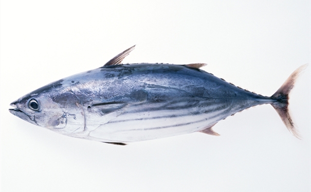 進(jìn)口凍大眼金槍魚報(bào)關(guān)有哪些需要注意的地方 進(jìn)口凍大眼金槍魚報(bào)關(guān)