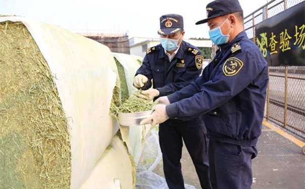 苜蓿草進口報關注意事項有哪些? 苜蓿草進口報關