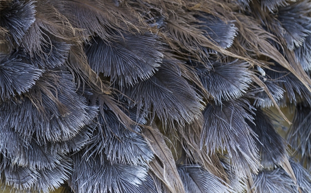 【進(jìn)口鴕鳥(niǎo)毛清關(guān)代理】的流程,一般貿(mào)易進(jìn)口鴕鳥(niǎo)毛 進(jìn)口鴕鳥(niǎo)毛清關(guān)代理