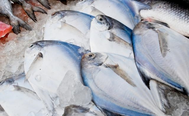 【進(jìn)口凍鯧魚(yú)清關(guān)代理】的流程,一般貿(mào)易進(jìn)口凍鯧魚(yú) 進(jìn)口凍鯧魚(yú)清關(guān)代理