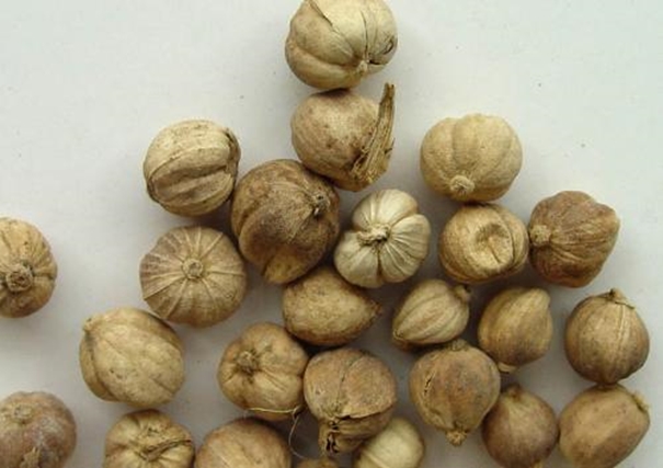 進口柬埔寨豆蔻報關 柬埔寨豆蔻進口報關_副本.jpg