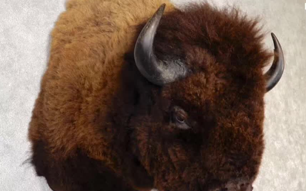 1637836484751012.png 動(dòng)物標(biāo)本進(jìn)口報(bào)關(guān)代理_副本.png