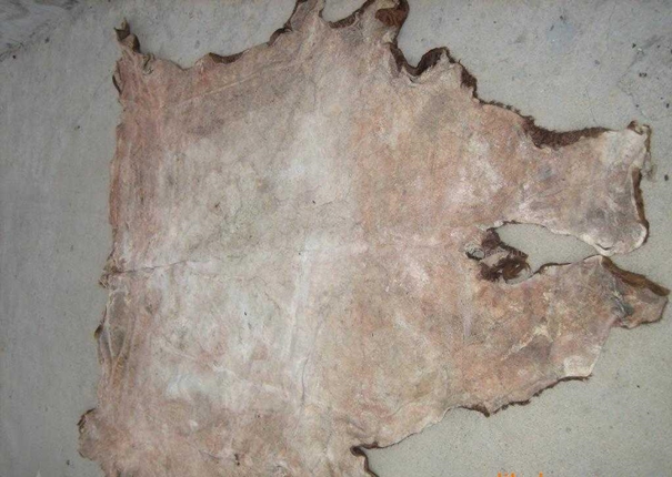 1639981630194716.jpg 牛皮進口報關清關查驗注意事項_副本.jpg