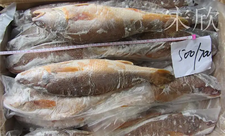 1651225653687561.png 上海冷凍魚進口報關 (2)_副本.png