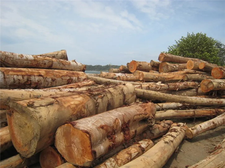 1652350423121512.png 連云港進口木材報關 (2).png