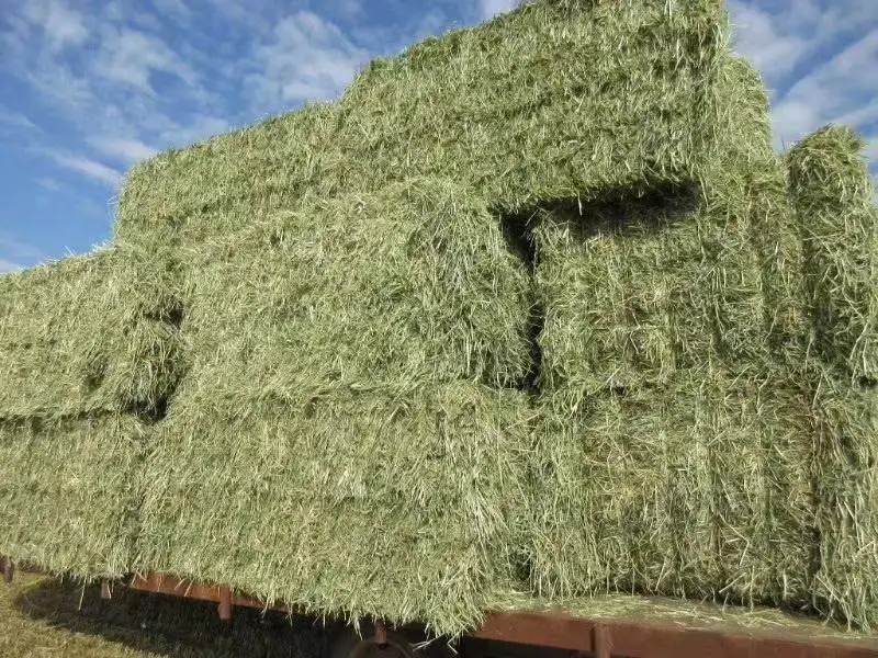 1652870373784806.png 大連苜蓿草進(jìn)口清關(guān).png