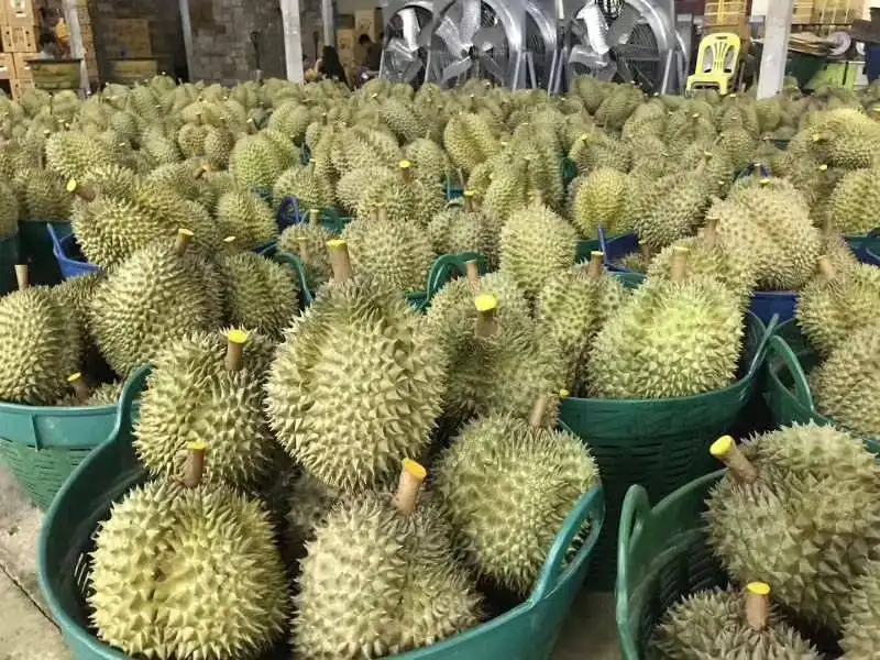 1654684438321418.png 泰國榴蓮進口關稅.png