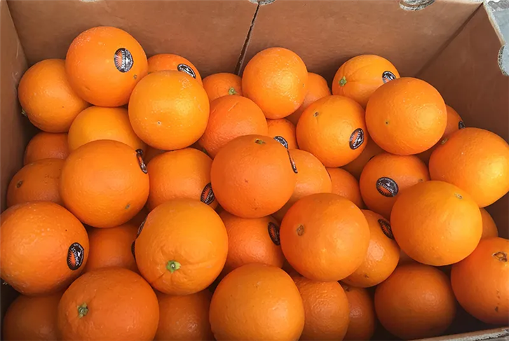 1655980528475210.png 進口橙子報關公司.png