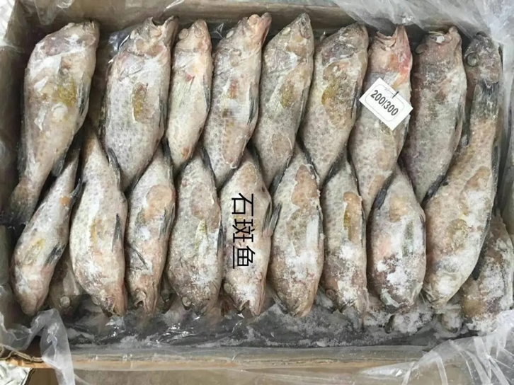 1656932662574369.jpg 石斑魚機場進口報關公司.jpg