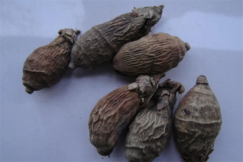 1666778288174895.png 進口印尼檳榔報關稅率.png