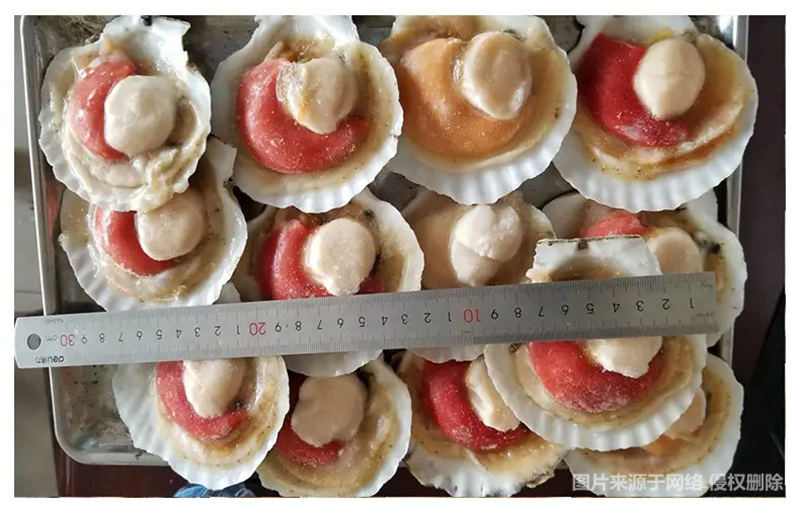 1670992860380717.png 進口扇貝清關代理_副本.png