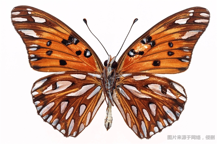 1681726385405187.jpg 昆蟲(chóng)標(biāo)本進(jìn)口清關(guān)費(fèi)用.jpg