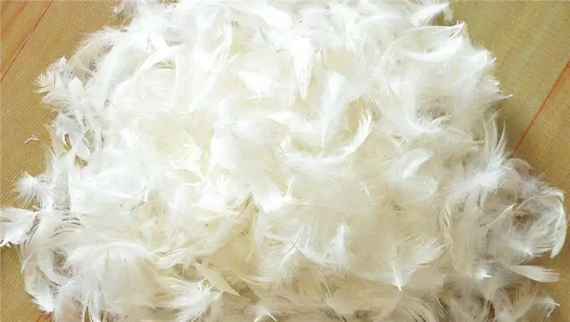 廣州鴕鳥毛進口報關資料 廣州鴕鳥毛進口報關資料